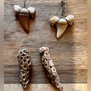 2 OTODUS Great Large Shark Teeth Fossils W/ Wire & 2 Fossilized Coral Pieces